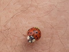 Hesperomyces harmoniae
