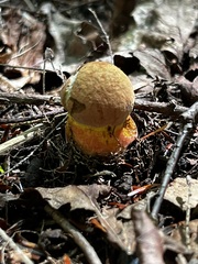 Neoboletus