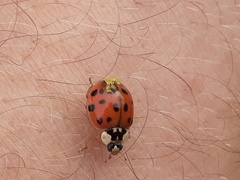 Hesperomyces harmoniae