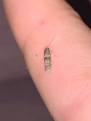 Blastobasis glandulella