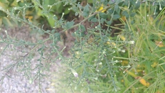 Symphyotrichum shortii