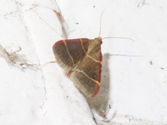 Hypsopygia glaucinalis