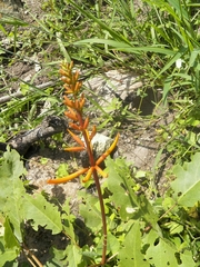 Erythrina leptorhiza