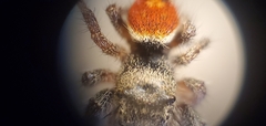 Phidippus ardens