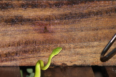 Trimeresurus albolabris