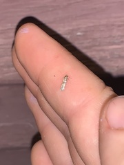 Blastobasis glandulella