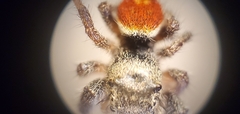 Phidippus ardens