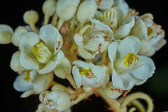Serjania sufferruginea