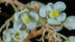 Serjania sufferruginea