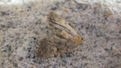 Idia diminuendis