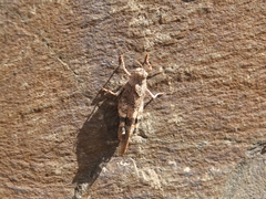 Oedipoda germanica