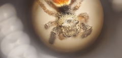 Phidippus ardens