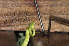 Trimeresurus albolabris