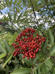 Sorbus americana