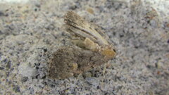 Idia diminuendis