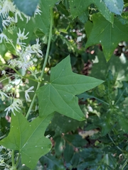 Echinocystis lobata