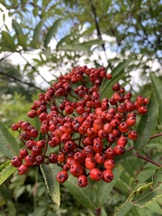 Sorbus americana