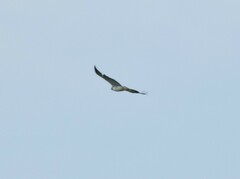 Geranoaetus albicaudatus