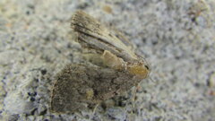 Idia diminuendis