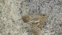 Idia diminuendis
