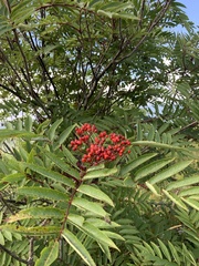 Sorbus americana