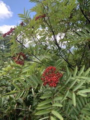 Sorbus americana