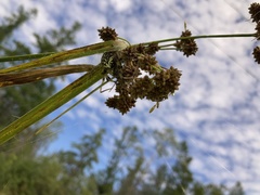 Neoscona arabesca