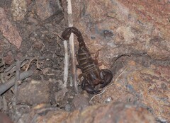 Pseudouroctonus brysoni