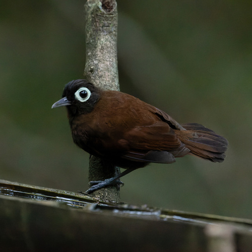 Bare-eyed Antbird (Rhegmatorhina gymnops), photo 2