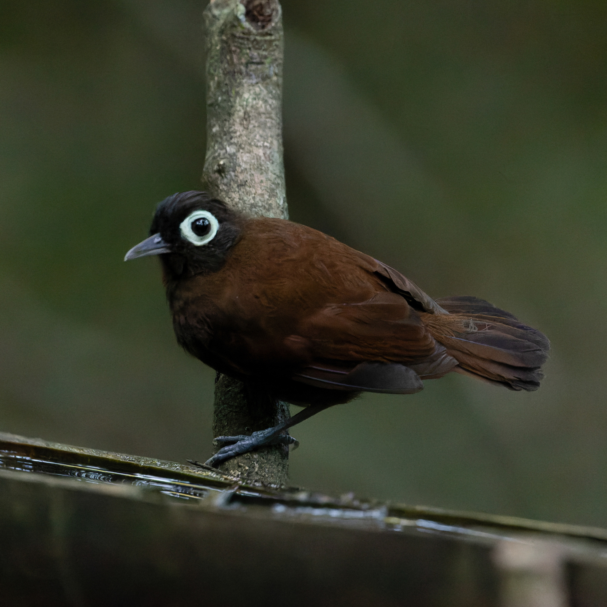 Bare-eyed Antbird (Rhegmatorhina gymnops), photo 2