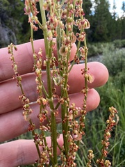 Rumex acetosella