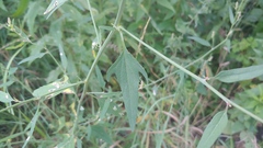 Atriplex patula
