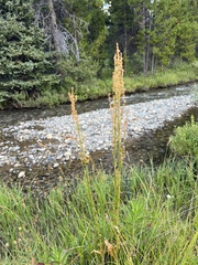 Rumex acetosella