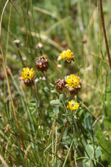 Trifolium badium