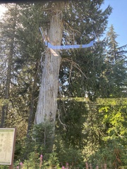 Cupressus nootkatensis