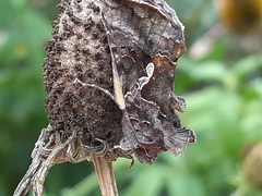 Autographa precationis