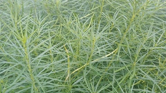 Amsonia