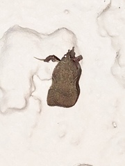 Galasa nigripunctalis