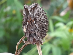 Autographa precationis