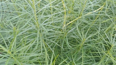 Amsonia