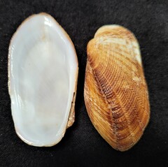 Barbatia domingensis