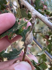 Andricus chrysolepidicola