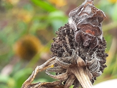 Autographa precationis