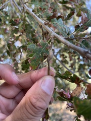 Andricus chrysolepidicola