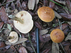 Leccinellum griseum