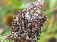 Autographa precationis