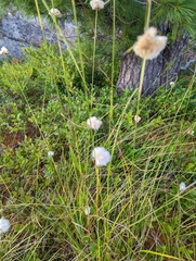 Eriophorum virginicum