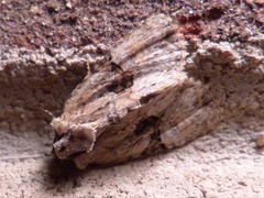 Oligia modica