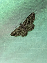 Anavitrinella pampinaria