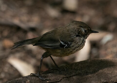 Sericornis maculatus